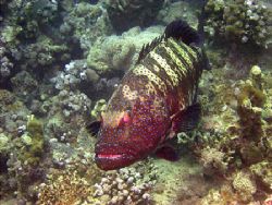 Grouper taken with Sea & Sea Dx300. In Taba, Egypt by James Stamp 